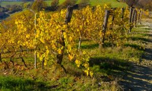 vino km 0 derthona colli tortonesi