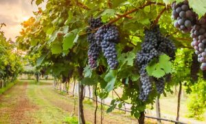 vino km 0 il rosso masieri
