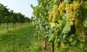 vino km 0 prosecco sur lie doc