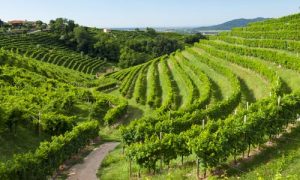 vino km 0 spergola rio rocca