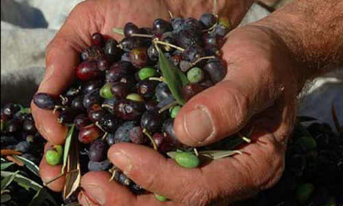 olive nere produttore km 0 milano
