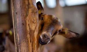 produttori formaggio azienda il boscasso