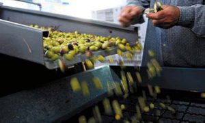 produttori vino km 0 milano azienda agricola pianogrillo