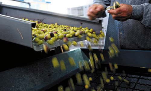 produzione olive km 0