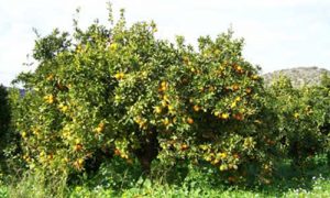 produttori frutta km 0 bioinvio