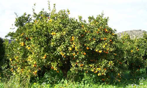 albero di frutta