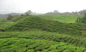 produttori caffè teiera eclettica