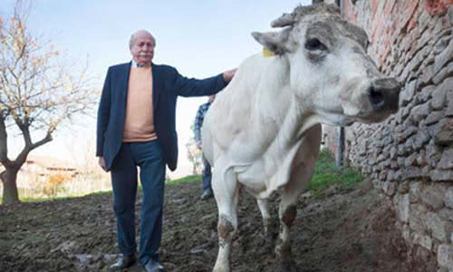 coltivatore e mucca