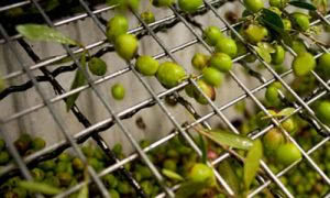 produttori vino km 0 milano conti faina