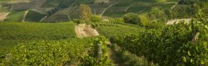 produttori km 0 cascina cuccagna