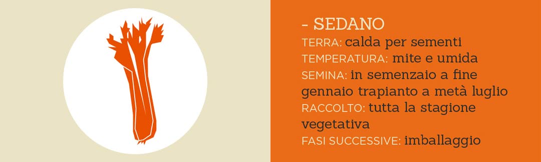 un posto a Milano restaurant organic food celery vector celery with key growth circumstances