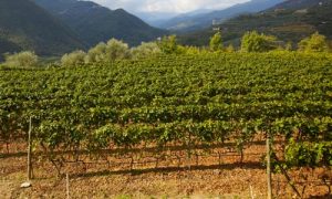 vino km 0 vermentino biancheforme