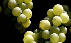 produttori vino km 0 arcari danesi