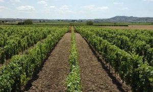 produttori vino km 0 azienda ludovico