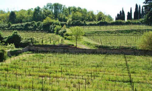 campo verde coltivazione vino