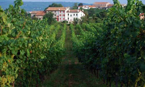 campo coltivazione vite collne