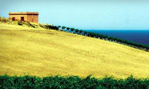 produttori vino km 0 cantine barbera