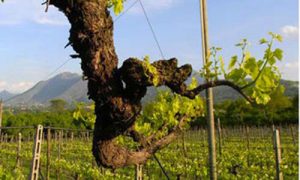 produttori vino km 0 cantine barone
