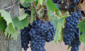 produttori vino km 0 conti faina