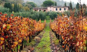 produttori vino km 0 la marca san daniele