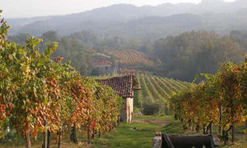 campagna autunnale vigneto