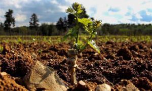 produttori vino km 0 podere ranieri
