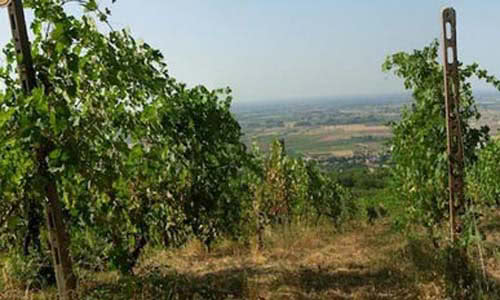 vigneto campagna pavia 