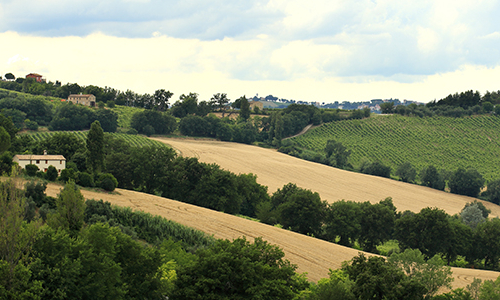 vigneto uva rossa