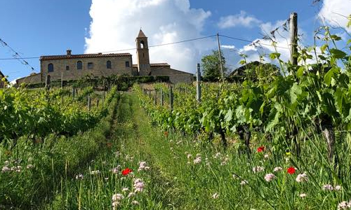 vigneto uva rossa