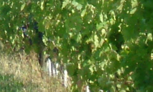 campo verde coltivazione vino