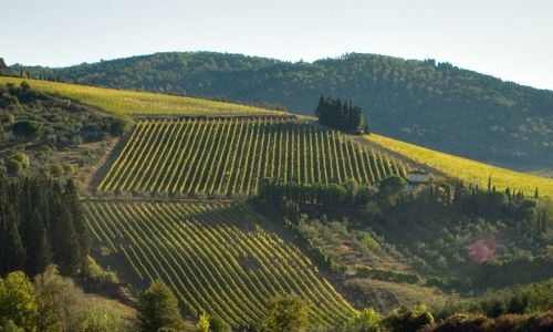 raccolta grappolo uva rossa