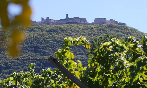 campo verde coltivazione vino