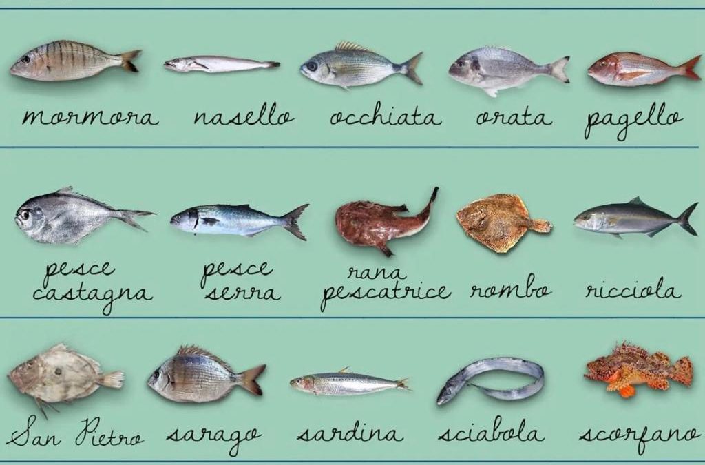 Menu: pescato di stagione